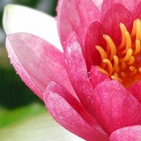 アマナマナ マントラ・ヒーリングCD