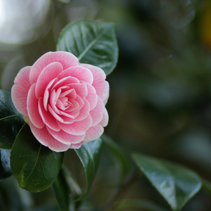 camelia_japonica