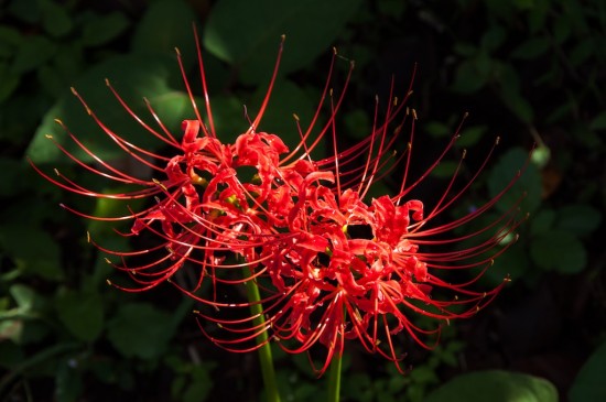 lycoris-radiata-shutterstock-550x365