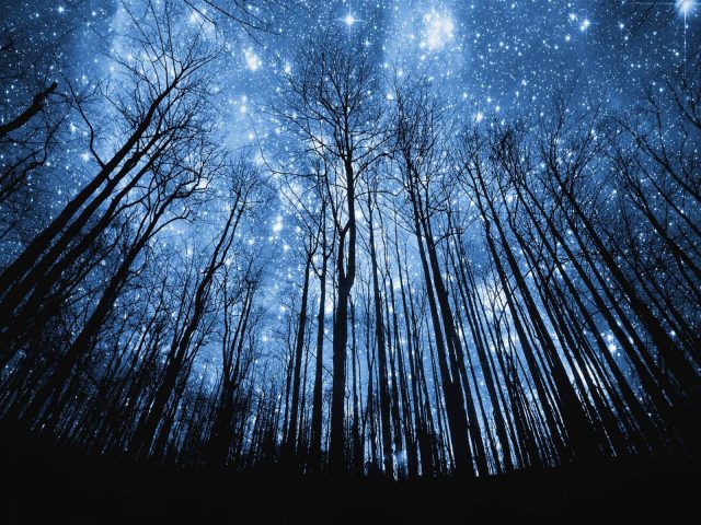 forest-night-wallpaper-26