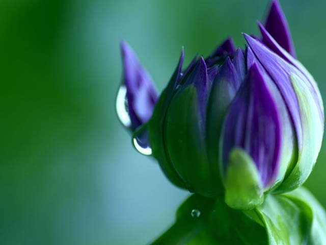 Drops Nature Flower Up Bud Close Rainbow Desktop Backgrounds