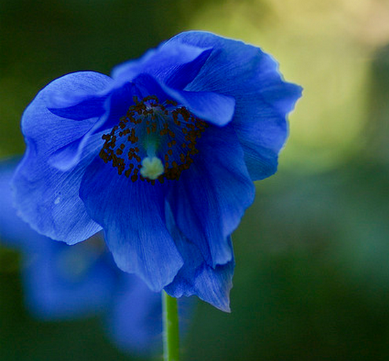 meconopsis-blue-poppy