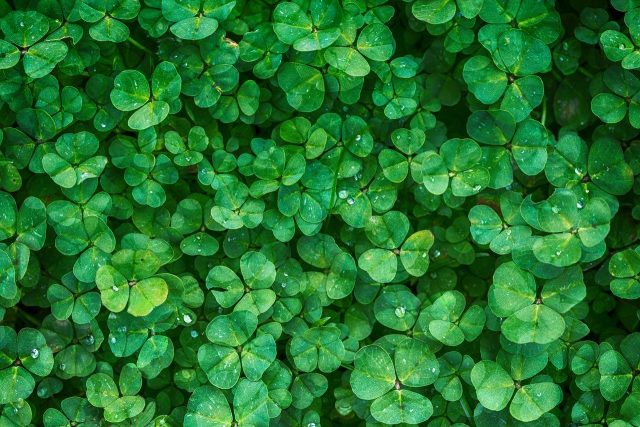 clover-1225988_1280